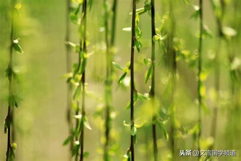 江雨霏霏江草齊